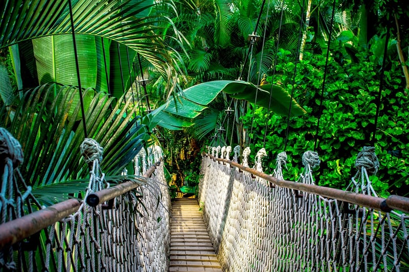 Night Safari in the Amazon Rainforest