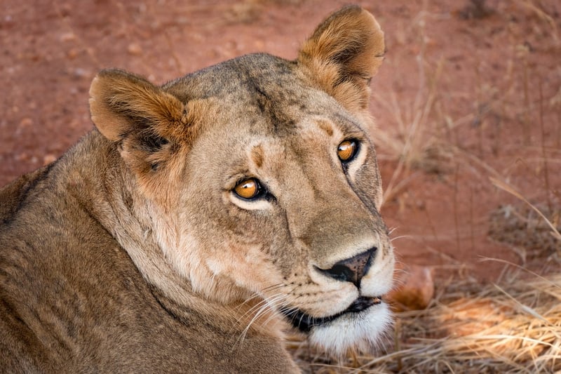 Safari in the Serengeti