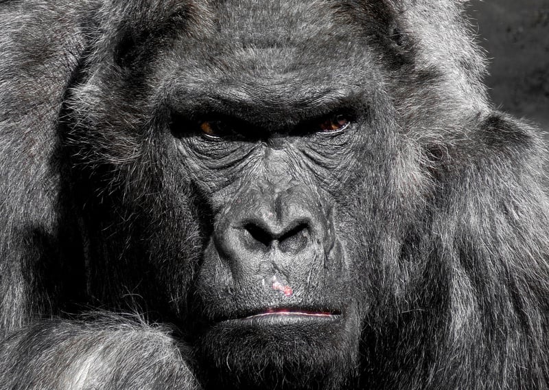 Gorilla Trekking in Bwindi Impenetrable Forest