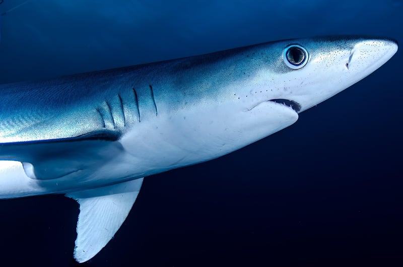 Cage Diving with Great White Sharks