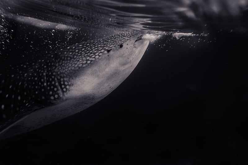 Swim with Whale Sharks in Belize
